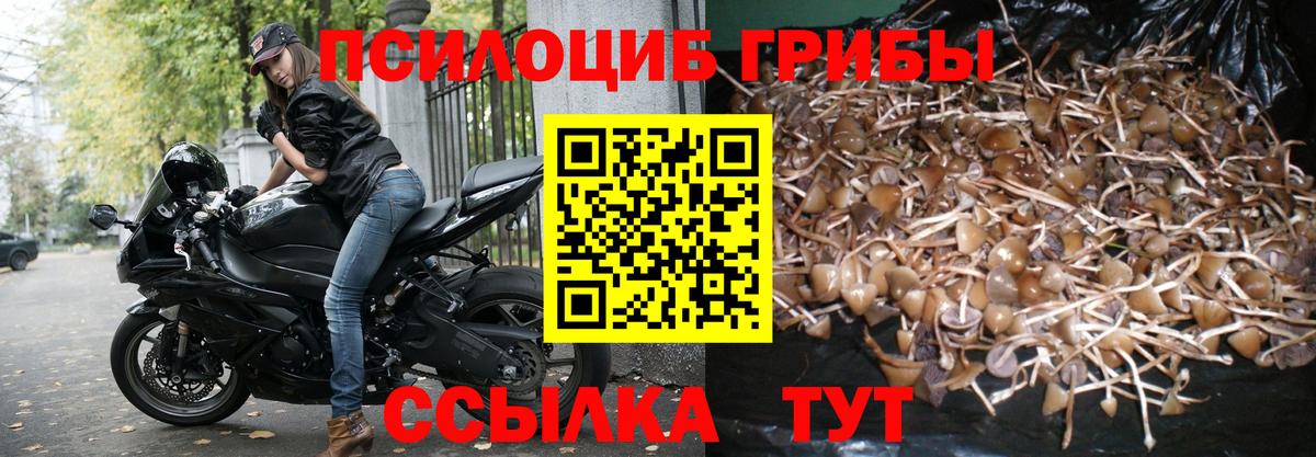 Псилоцибиновые грибы Psilocybine cubensis  Галлюциногенные грибы прущие грибы  Вход с VPN  купить  цена  Россия 